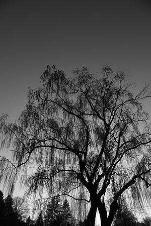 IMG_7479