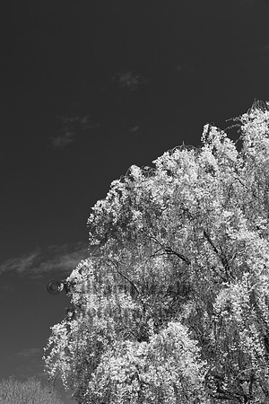 _20A0783