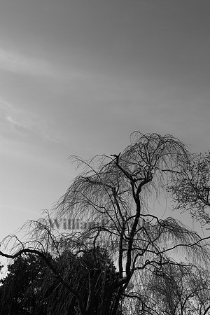 IMG_3586
